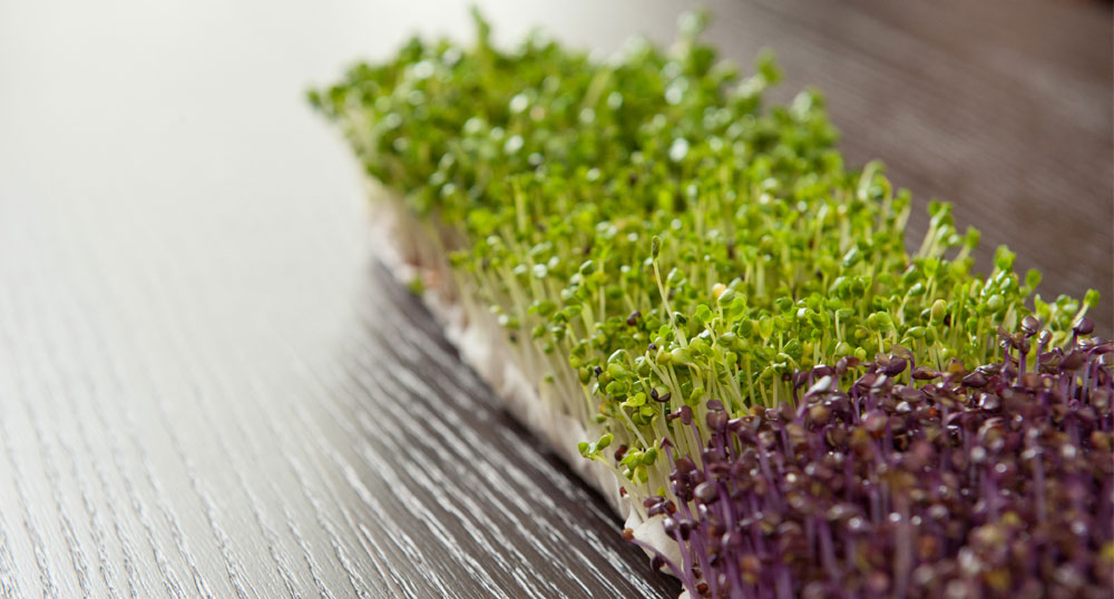 2010-07-why-sprouts-2-1000x538