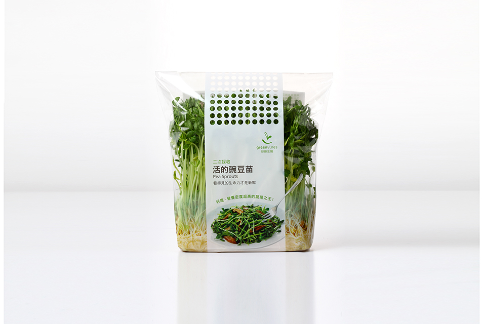 豌豆苗22