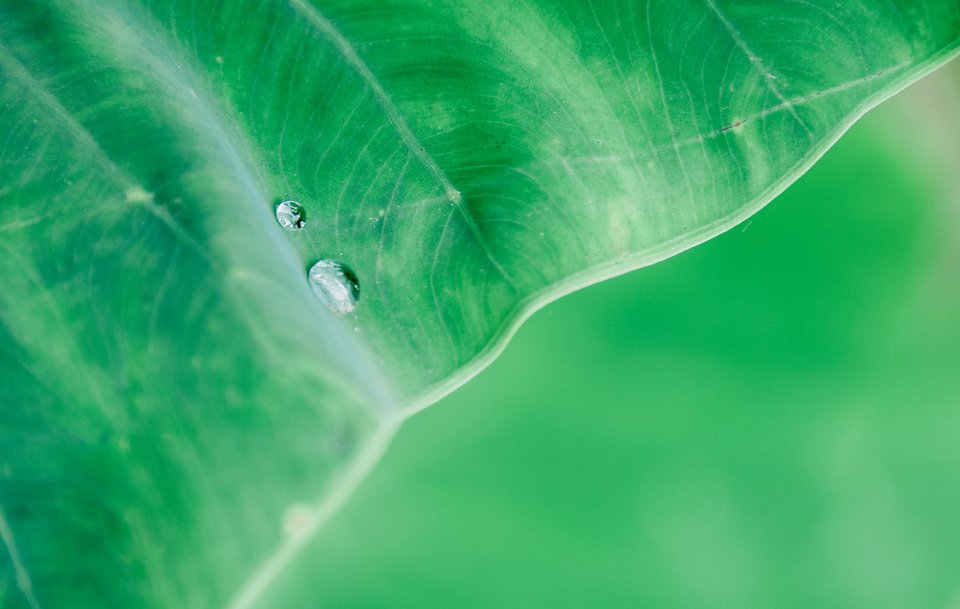 leaves