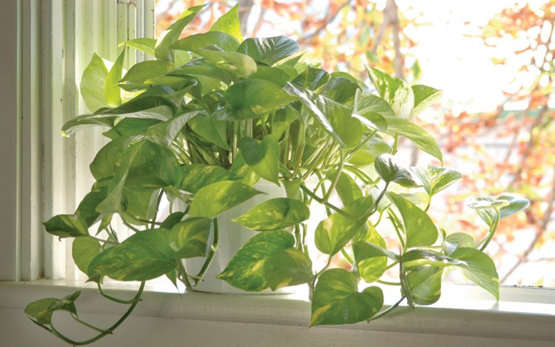 air-cleaning-plant-780
