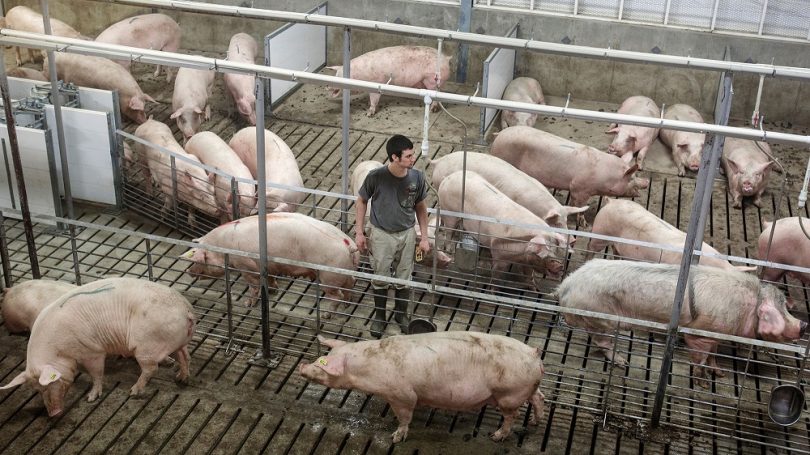 Raise-pigs-810x455