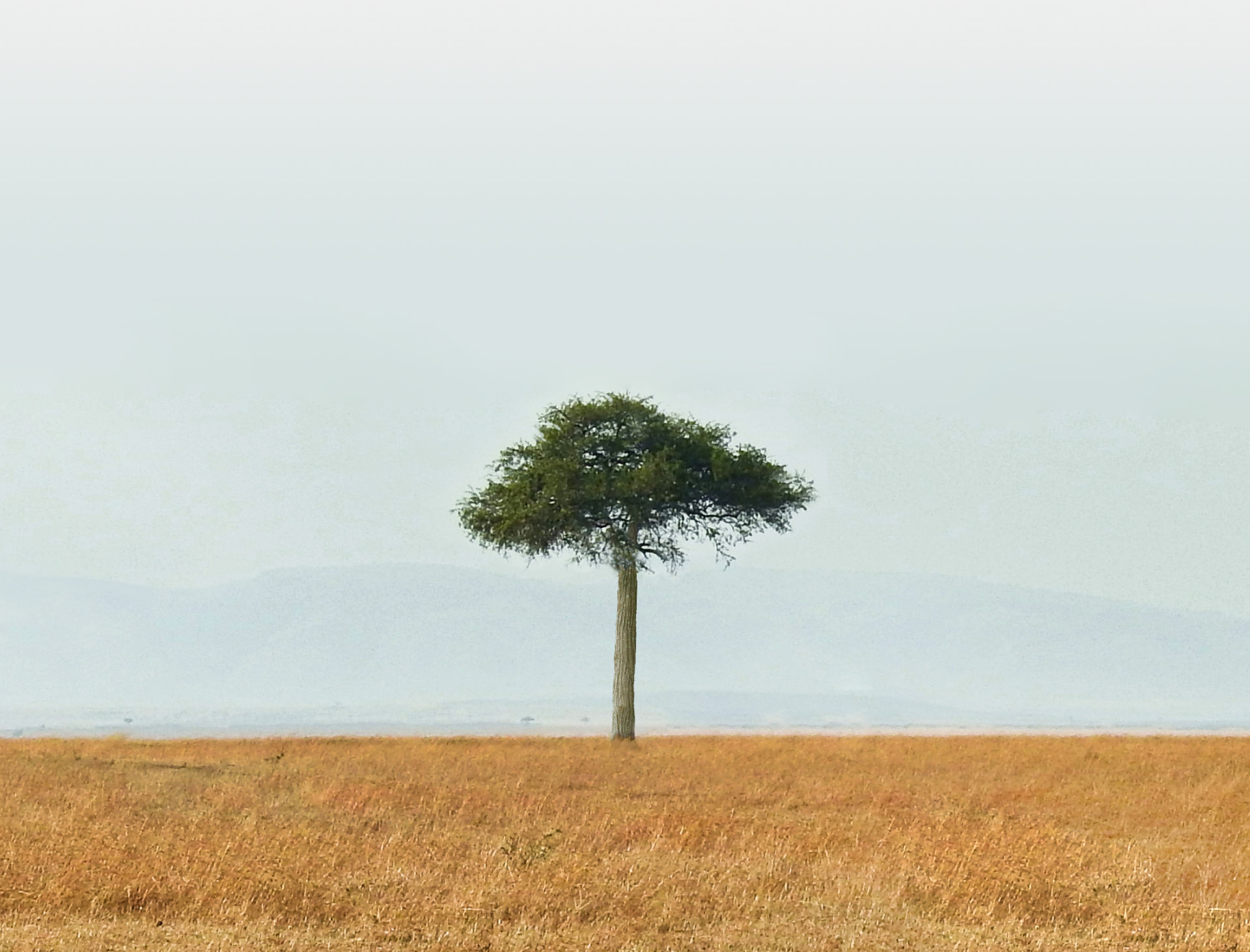 plant-a-tree_tree