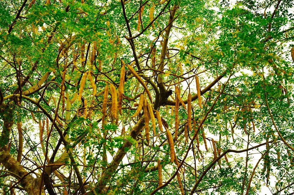 rsz_the_tree_and_seedpods_of_moringa_oleifera