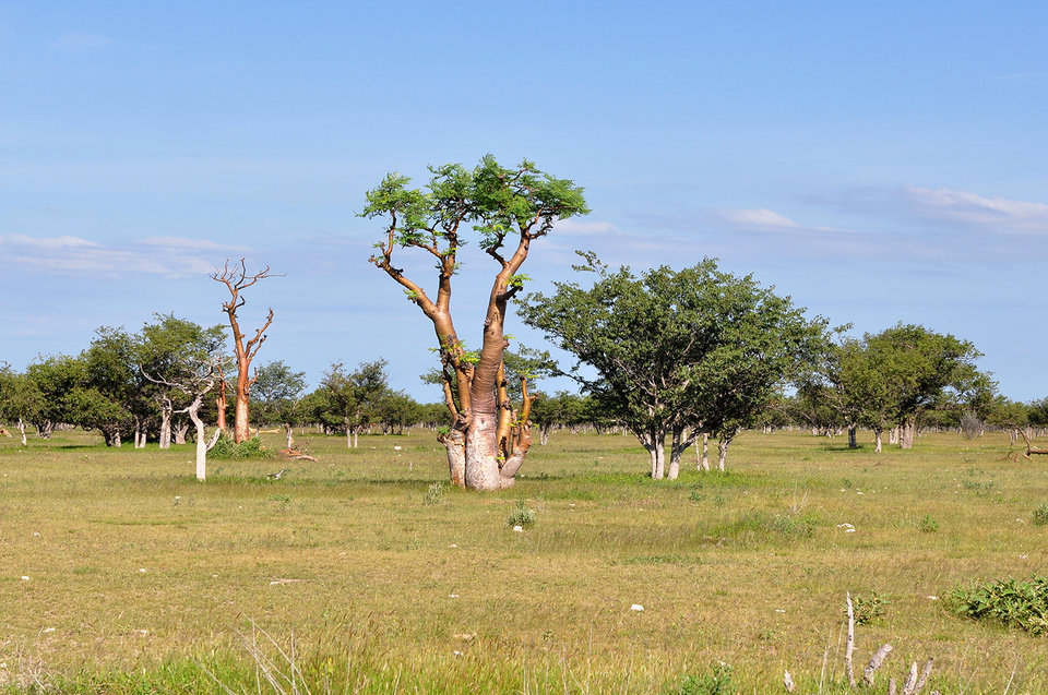 rsz_moringa-tree-africa