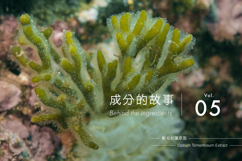 greenvines_Codium _Tomentosum